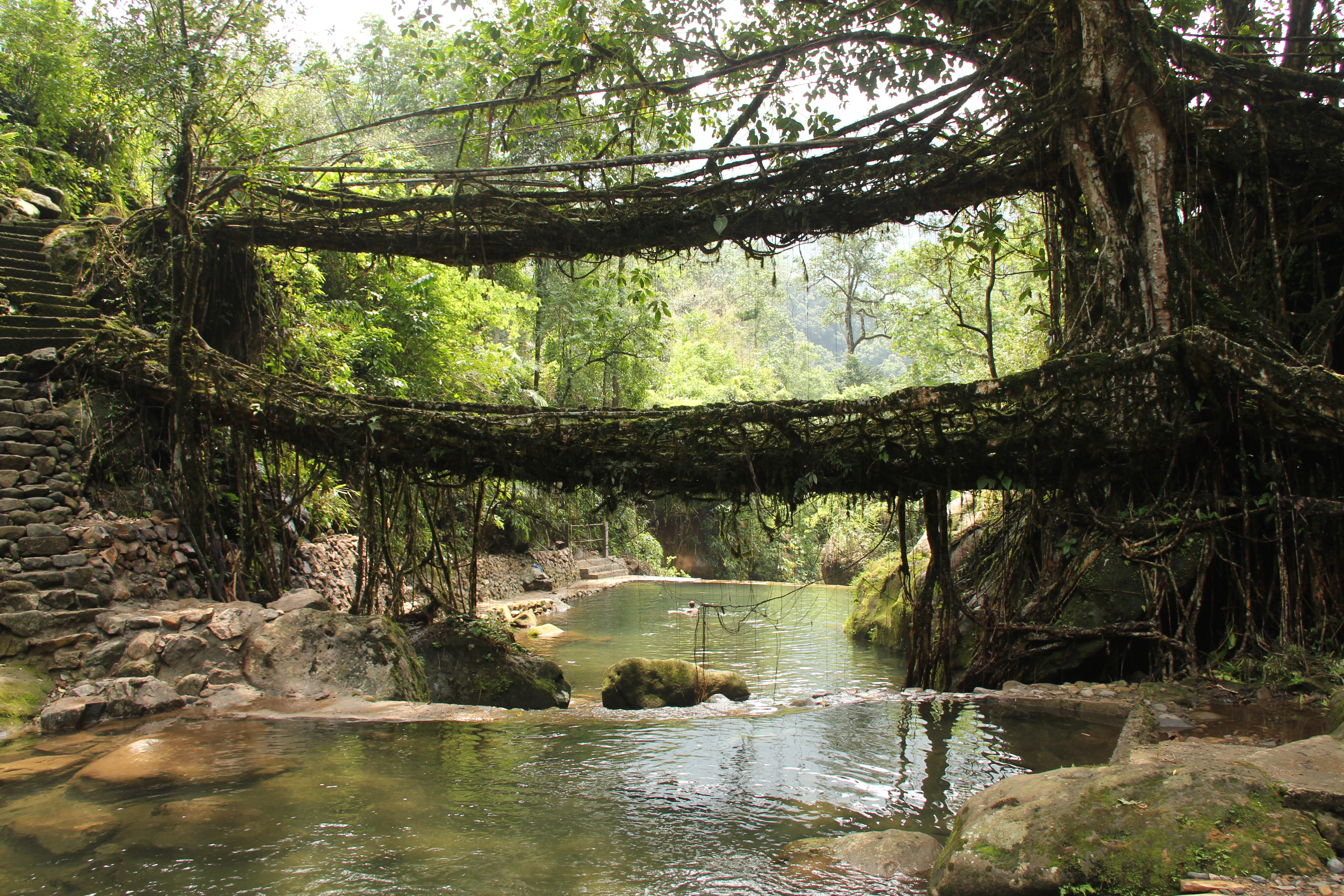 Jingkieng Dieng Jri—Living Root Bridges of The Khasis, India. Photo by Arshiya Urveeja Bose—Flickr, CC BY 2.0, Source↗️